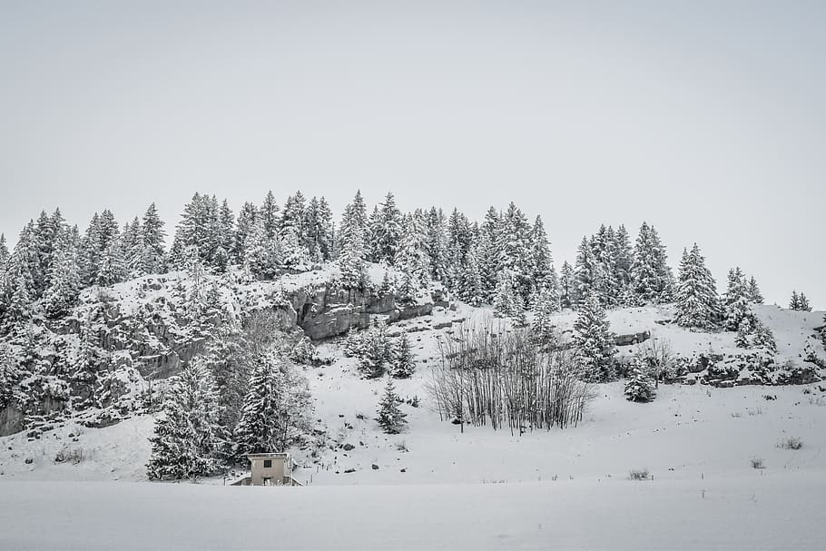 snow-covered field and trees, plant, abies, fir, pine, conifer HD wallpaper