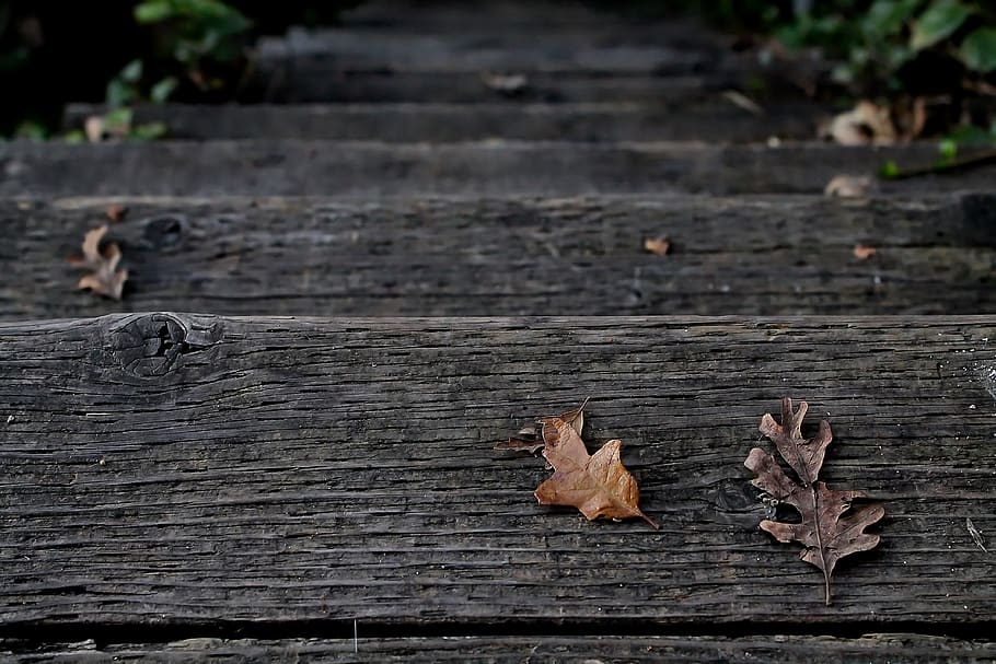 steps, leaves, wood, leaf, oak, nature, journey, grain, down HD wallpaper