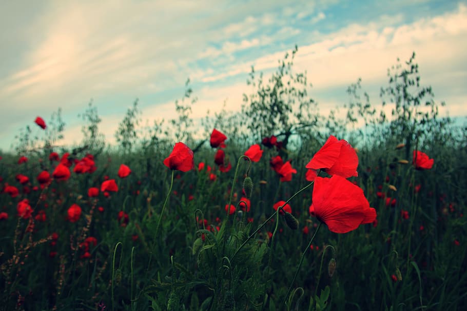 flower, flowering plant, growth, red, beauty in nature, freshness HD wallpaper