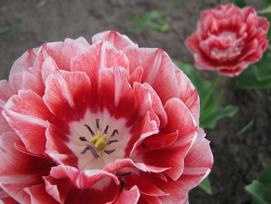 spring, pink, flowers, nature, garden, tulip, flowering plant HD wallpaper