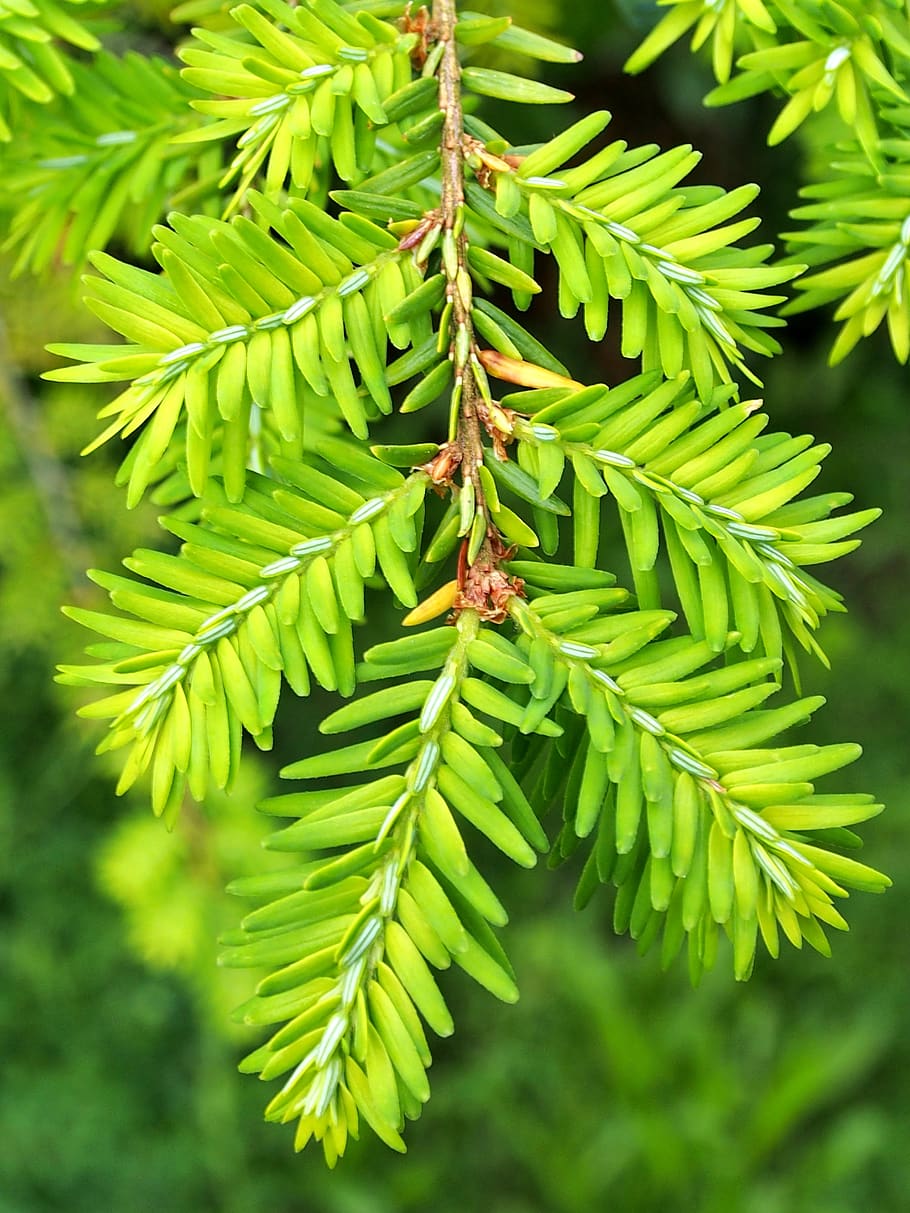 fir tree, fresh shoots, green, spring, close up, green color HD wallpaper