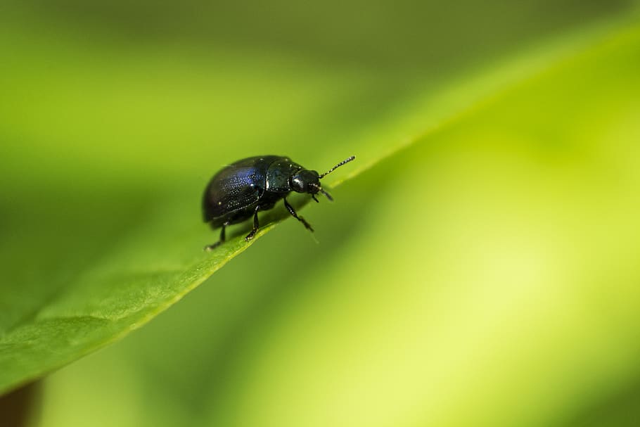 black beetle, insect, invertebrate, animal, québec, canada, dung beetle HD wallpaper