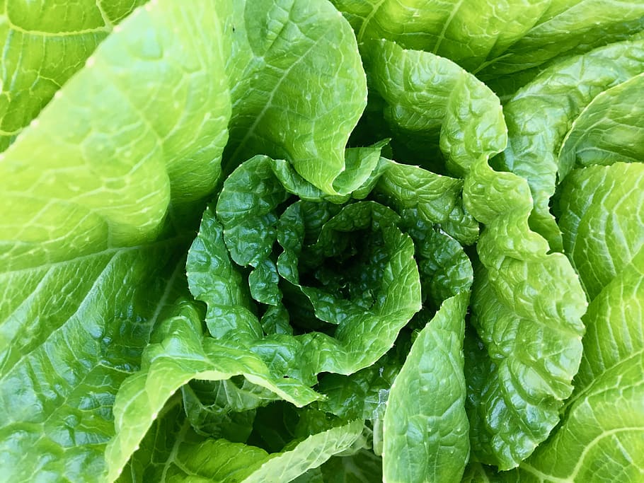 green color, food and drink, healthy eating, vegetable, freshness HD wallpaper