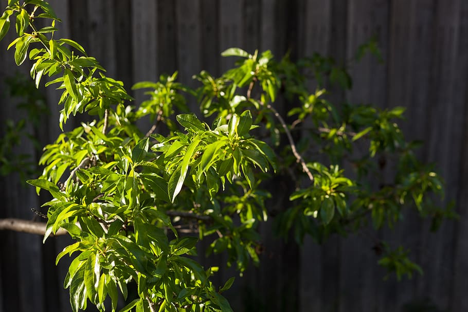 australia, sunshine, growth, plant, green color, plant part HD wallpaper