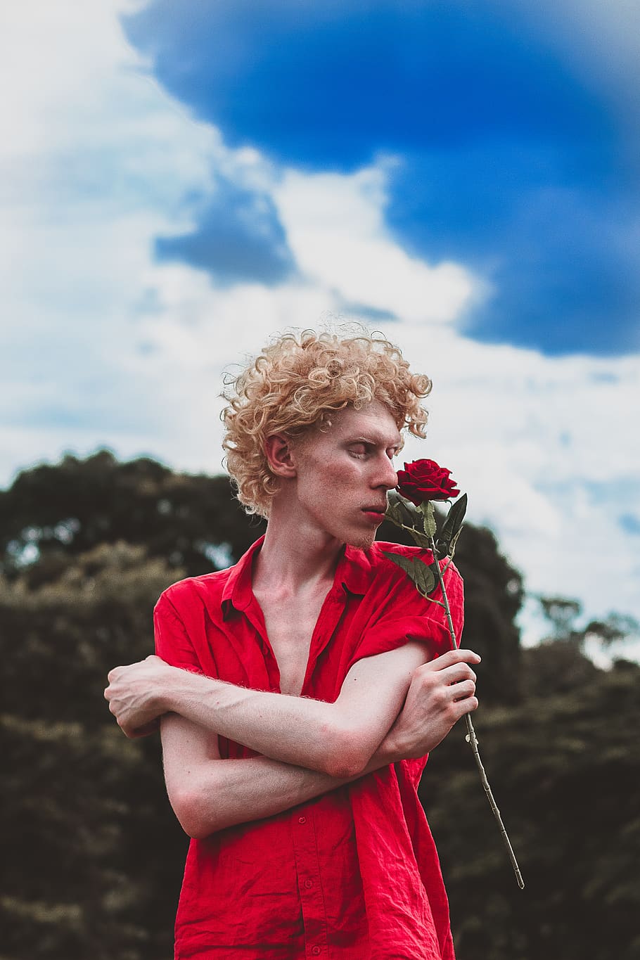 Man Holding Red Rose, blond, blonde, bloom, blossom, flora, flower HD wallpaper