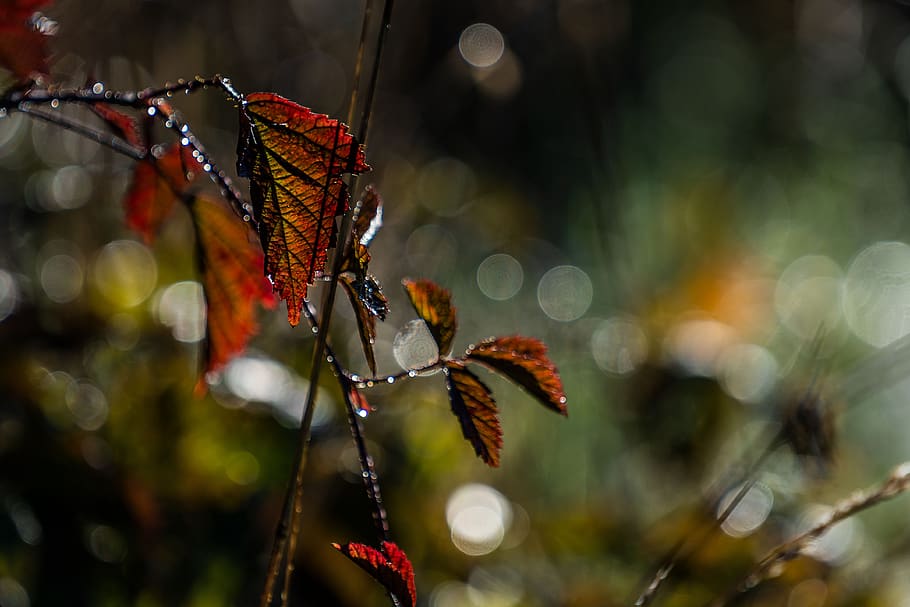 nature, landscape, leaf, autumn, backlighting, light and shadow HD wallpaper