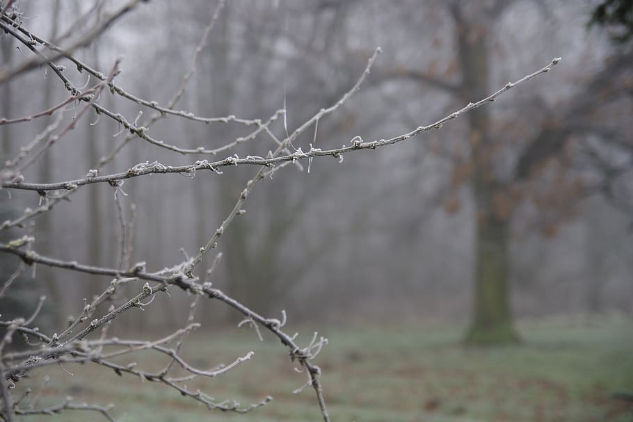 winter, frost, branches, focus on foreground, tree, no people HD wallpaper