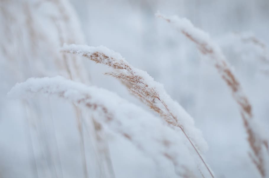 lithuania, grass, snow, white, winter, macro, nature, minimalistic HD wallpaper
