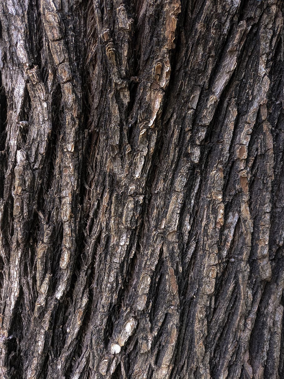 HD wallpaper: tree, bark, nature, brown, texture, backgrounds, full frame |  Wallpaper Flare
