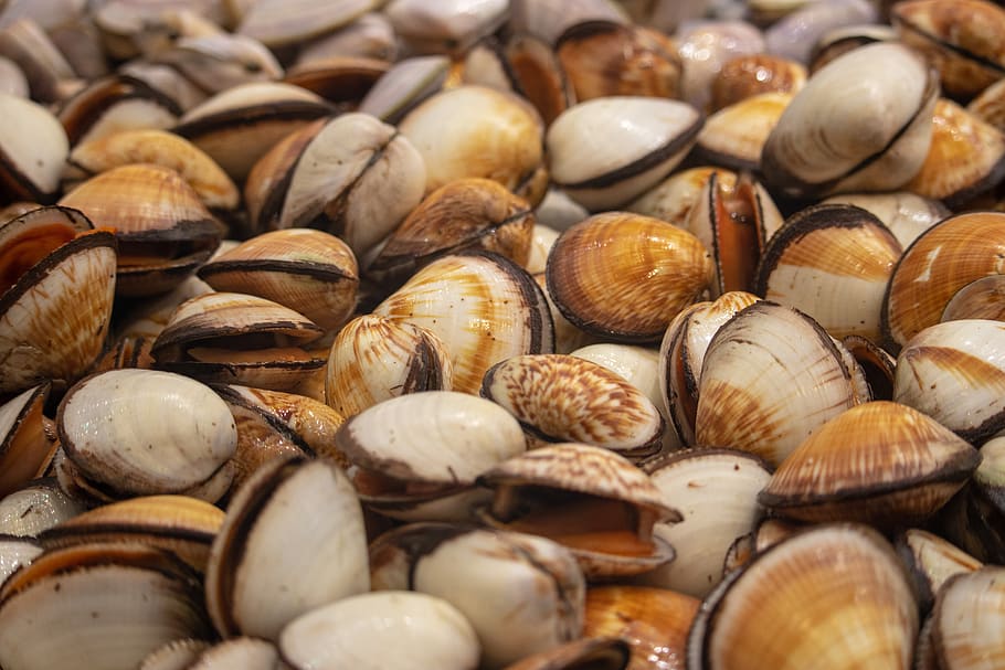 market, shells, seafood, close up, for sale, meal, delicious HD wallpaper