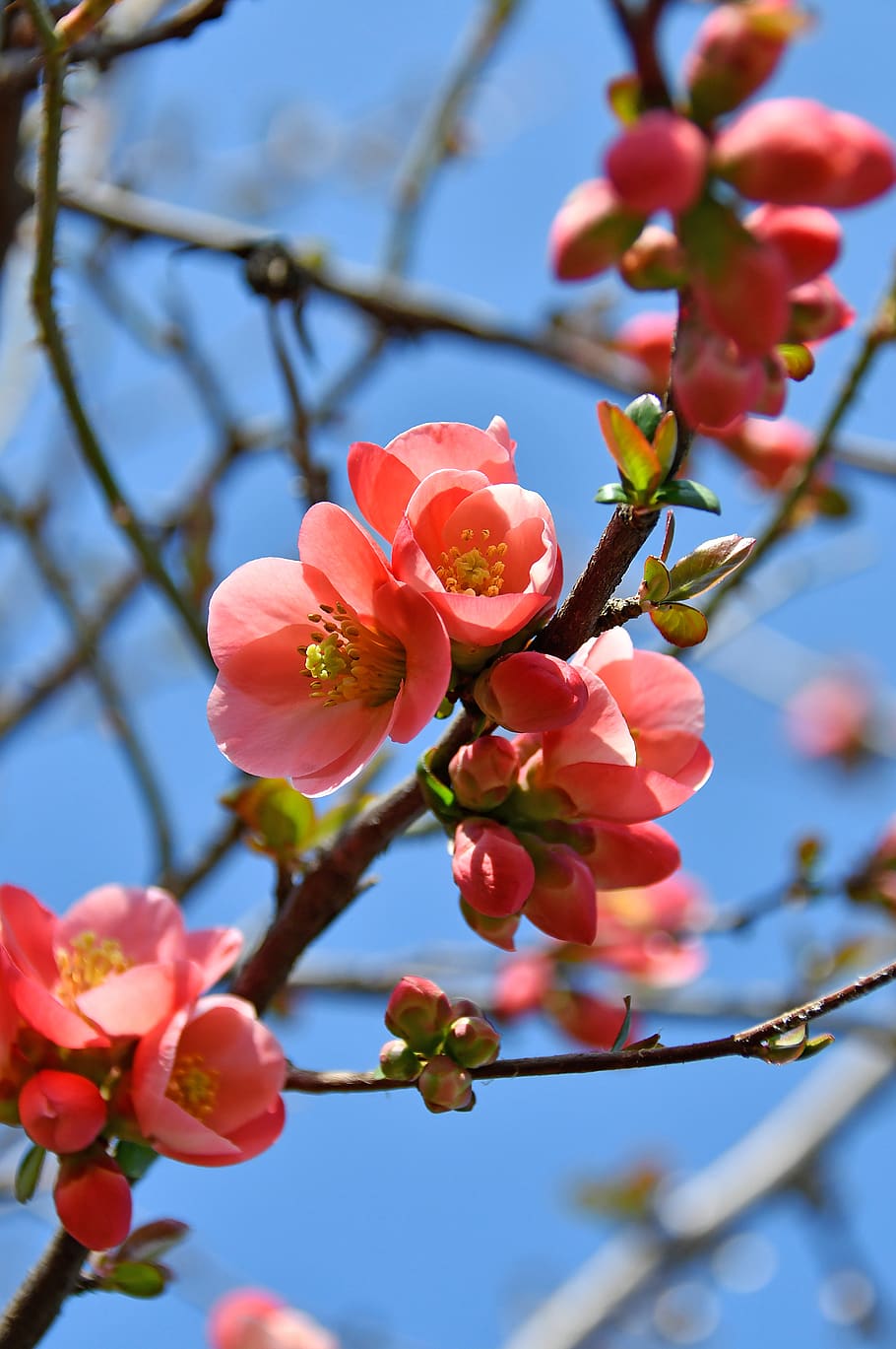 spring, bloom, pink flowers, flowering tree, nature, blooms at HD wallpaper