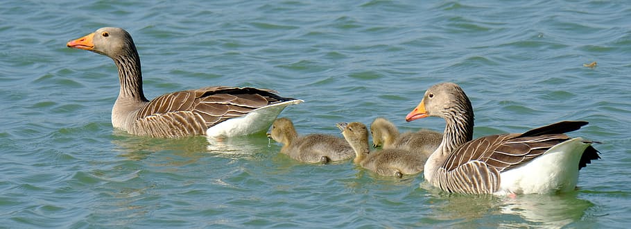 geese, chicks, small, spring, water, family, swimming, bird HD wallpaper