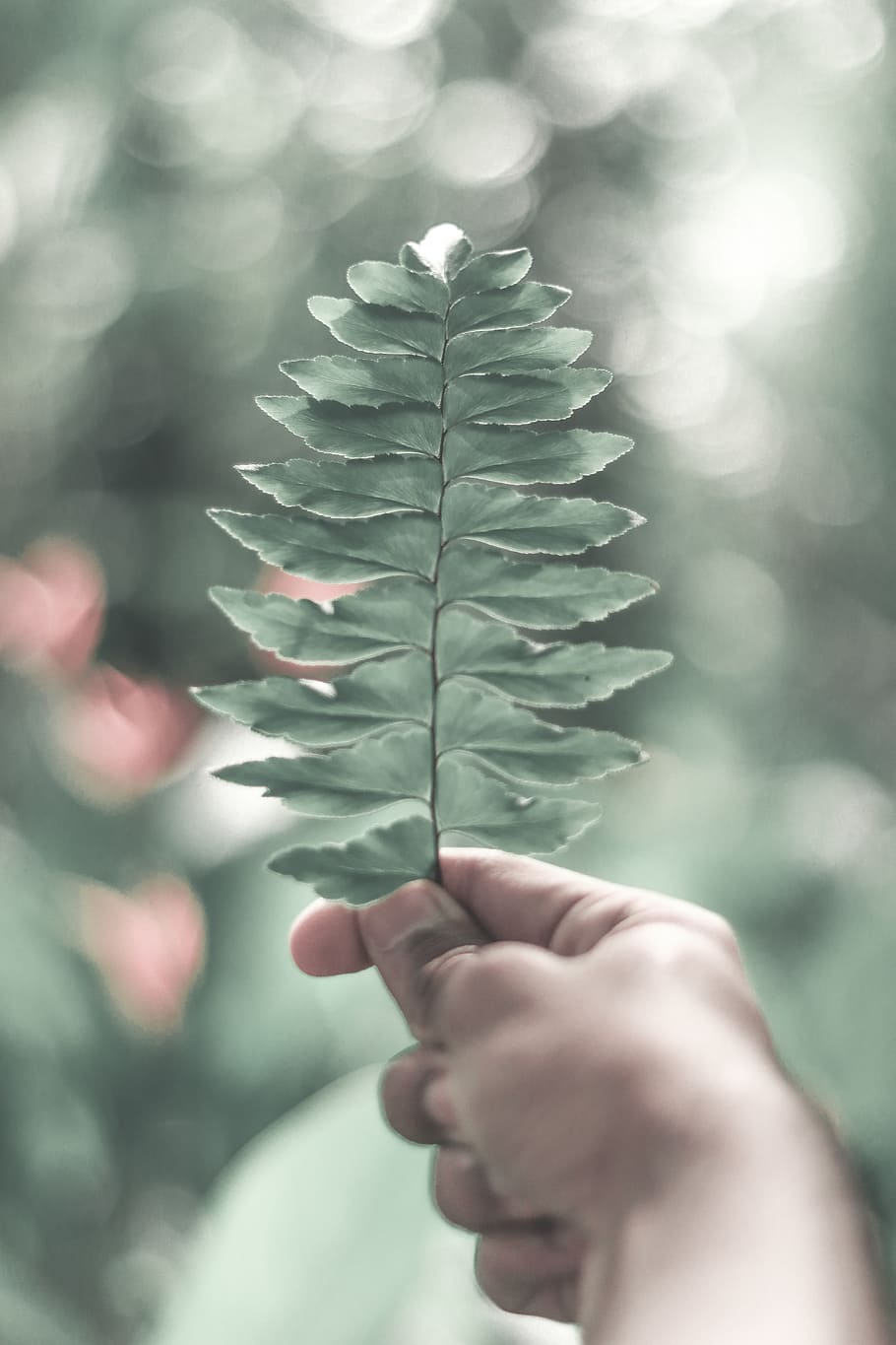 plant, person, human, fern, Green, Leaf, Bokeh, Faded, Hand HD wallpaper