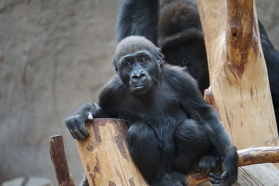gorilla, monkey, animal, furry, portrait, black, zoo, silverback HD wallpaper