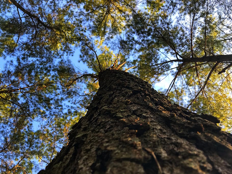 pine, tree, pine tree, nature, pa, the landscape, outdoor, pine forest HD wallpaper