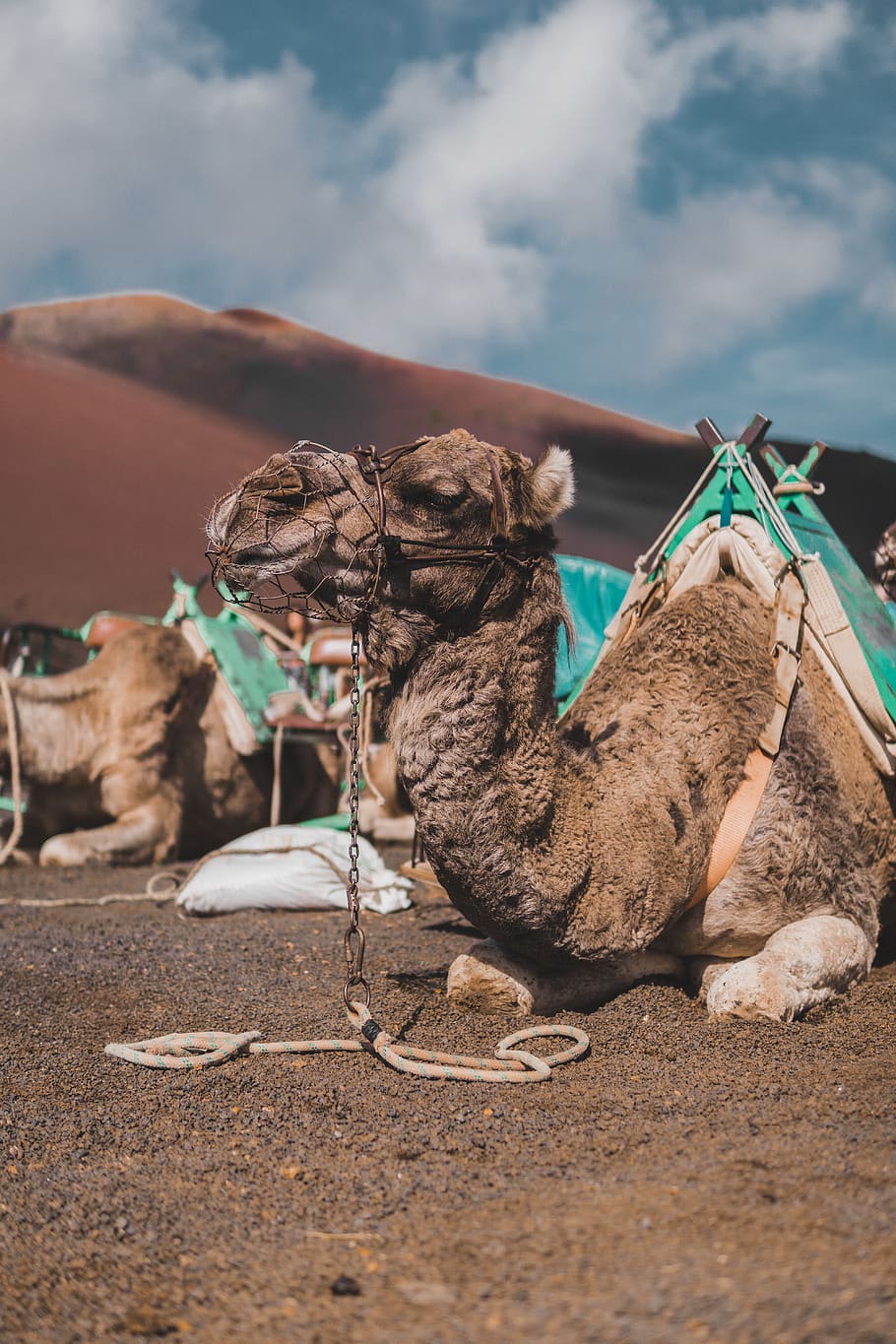 brown camel sitting on floor at deser, mammal, animal, turtle