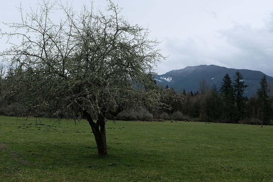 plant, tree, grass, tree trunk, fir, abies, westwind woods HD wallpaper