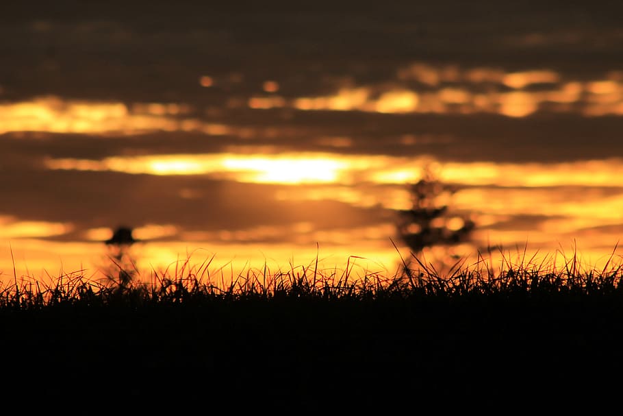 grass during golden hour, sunset, sunrise, red sky, outdoors HD wallpaper