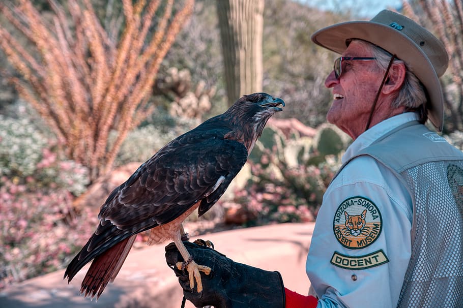 bird, animal, hawk, apparel, clothing, hat, human, person, buzzard HD wallpaper