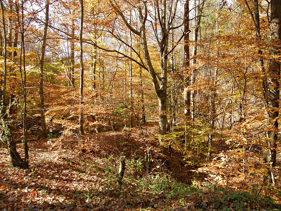 brown-leafed tree, plant, forest, autumn, land, tranquility, nature HD wallpaper