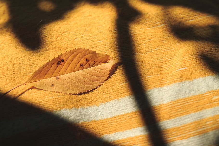 leaf, yellow, blancket, august, summer, hot, shadows, vintage HD wallpaper