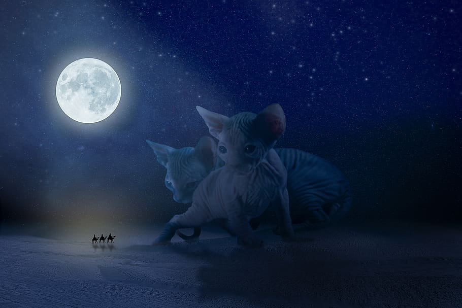 manipulation, sphinx, cats, egypt, desert, the tree magi, moon light HD wallpaper