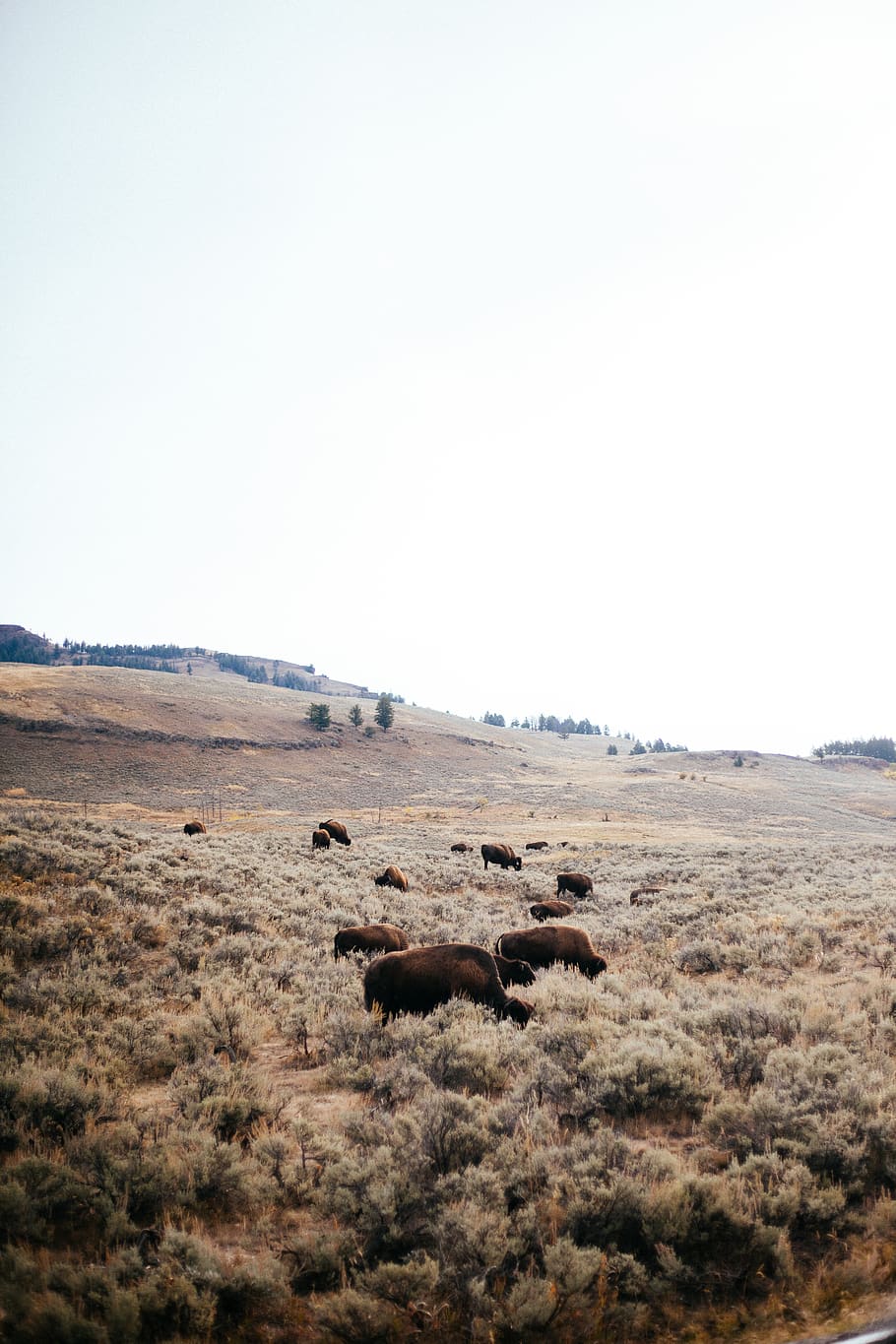 cattle on field, animal themes, group of animals, environment HD wallpaper