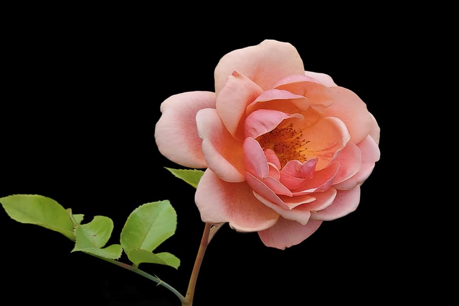 flower, blossom, bloom, rose, pink, flower garden, flowering plant HD wallpaper