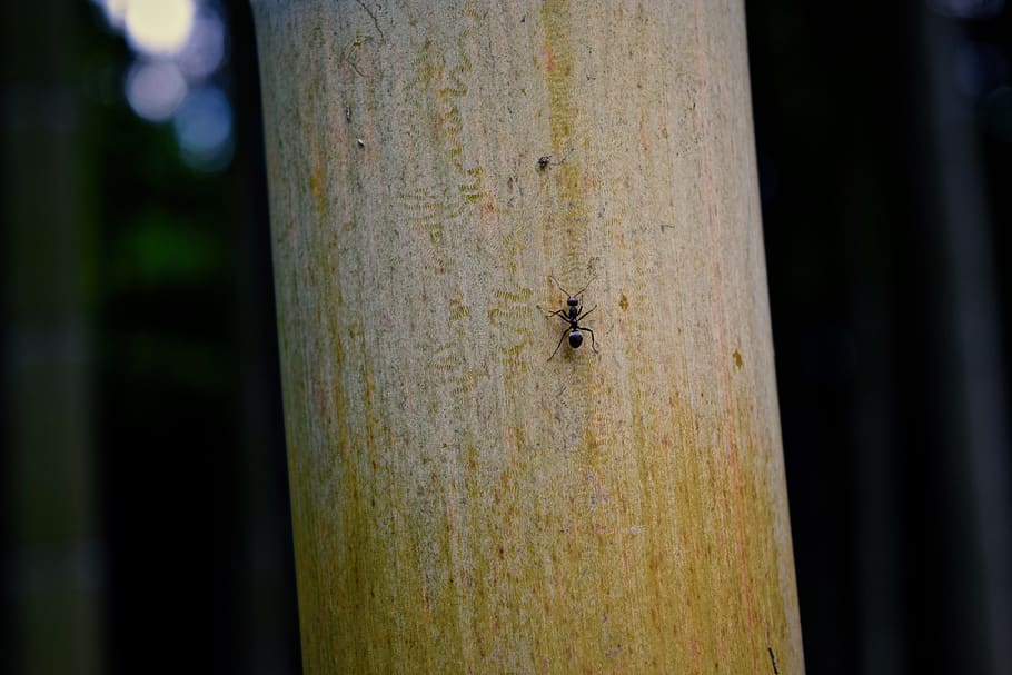 japan, tokyo, bug, climbing, small, puny, challenge, motivational HD wallpaper