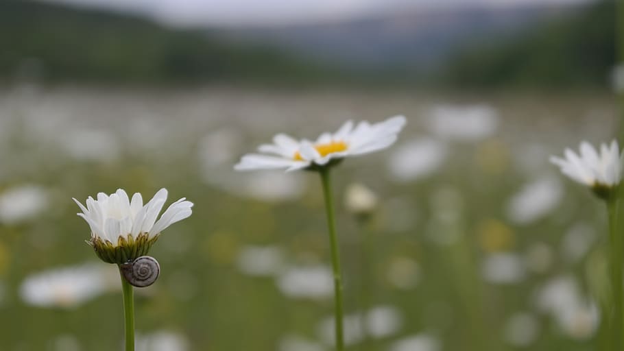 daisy, macro, field, spring, nature, flowering plant, fragility HD wallpaper