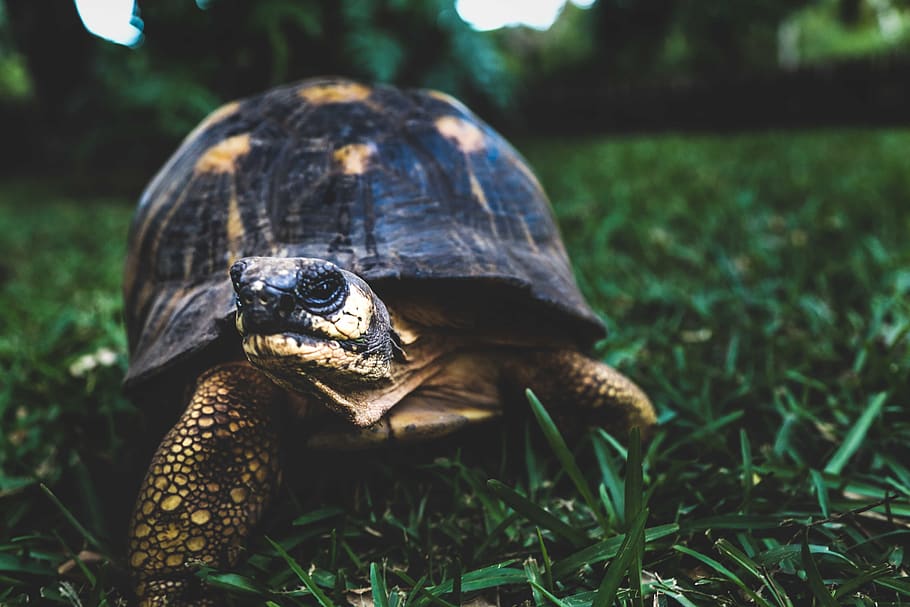 Brown Turtle on Green Grass, adventure, animal, animal photography HD wallpaper