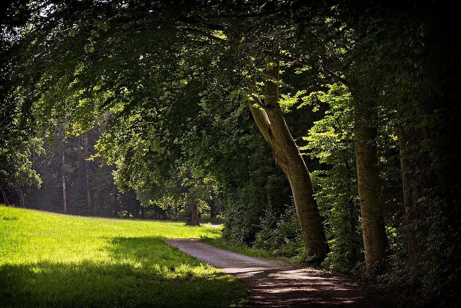 forest path, light, shadow, nature, mood, away, atmosphere, HD wallpaper