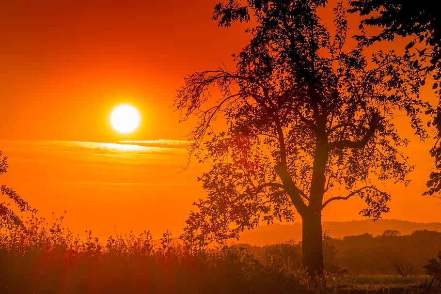sunset, tree, landscape, evening, dusk, mood, sky, red, orange HD wallpaper