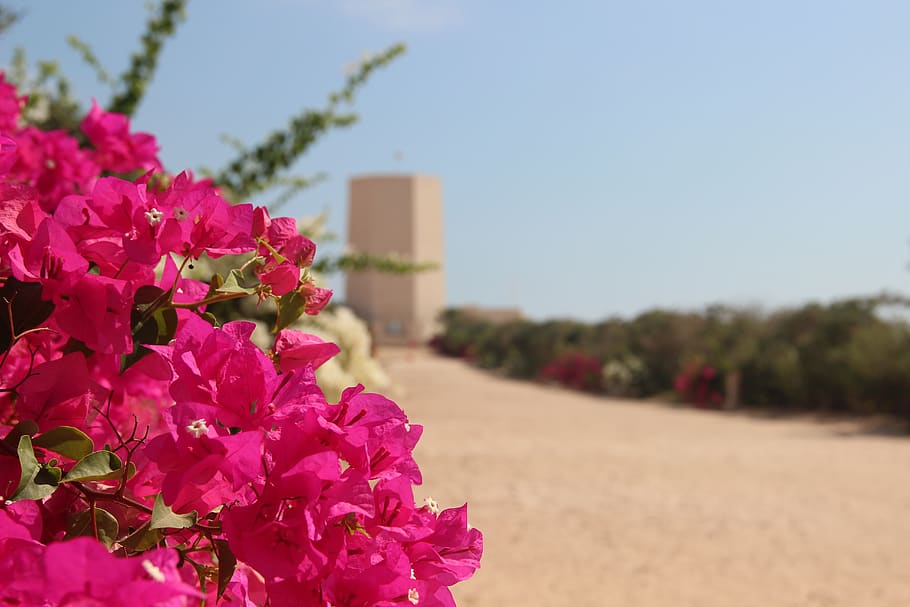 flowers, desert, bloom, flowering plant, beauty in nature, freshness HD wallpaper