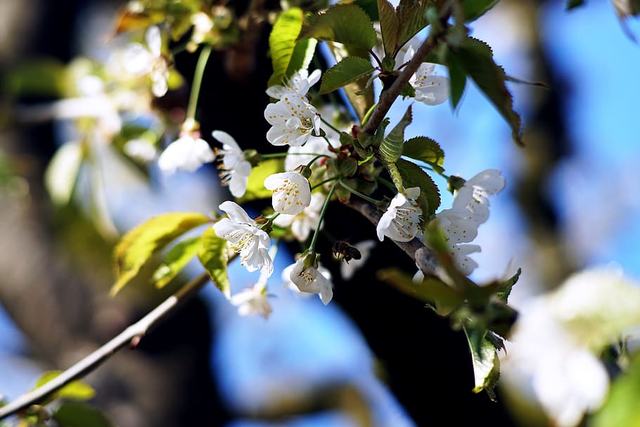 cherry, blossom, spring, bee, nature, tree, branch, blooming HD wallpaper