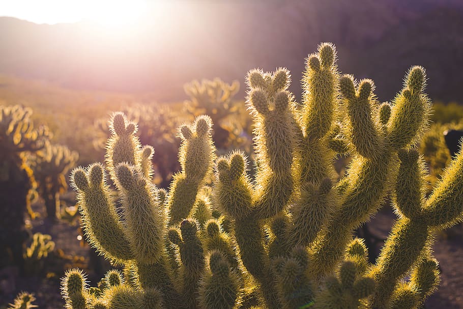green cacti plants, sunlight, growth, nature, beauty in nature HD wallpaper