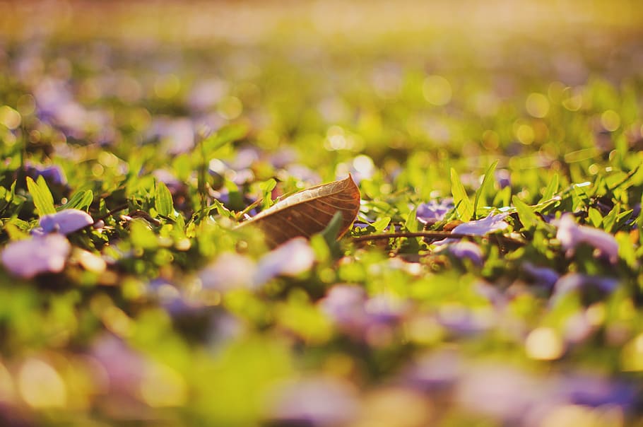 grass, blur, background, green, leaves, flower, purple, bokeh HD wallpaper
