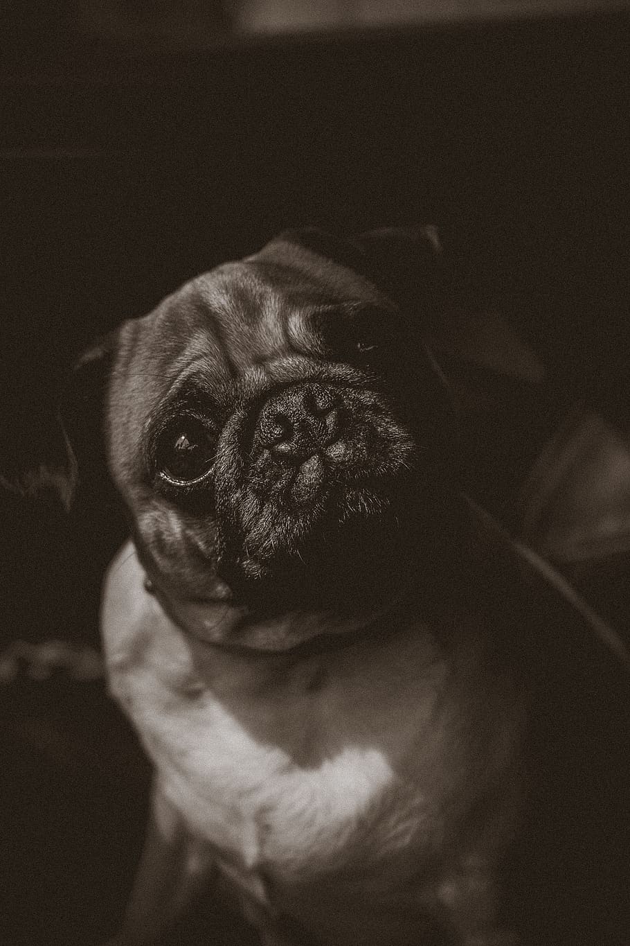 paw pug looking up, animal, mammal, canine, pet, dog, bulldog HD wallpaper