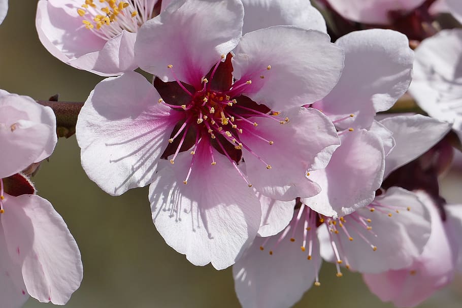 wild cherry, blossom, bloom, spring, nature, plant, pink, tender HD wallpaper
