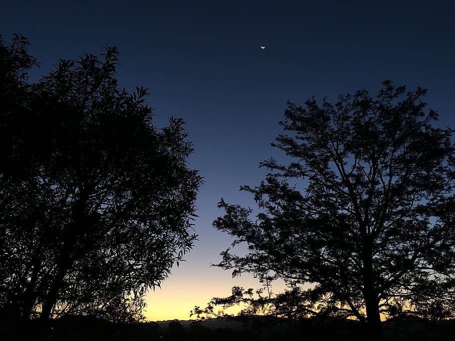 australia, sunset, moon, tree, sky, plant, silhouette, tranquility HD wallpaper