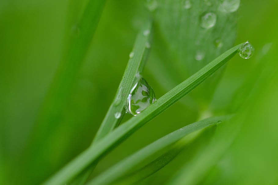 green, dew, water, almost, drip, wet, leaves, green color, plant HD wallpaper
