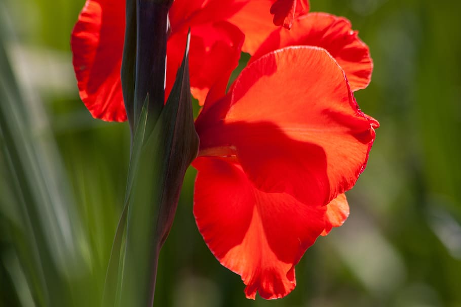 Red Flowerss, bloom, close-up, flora, gladiolus, nature, summer HD wallpaper