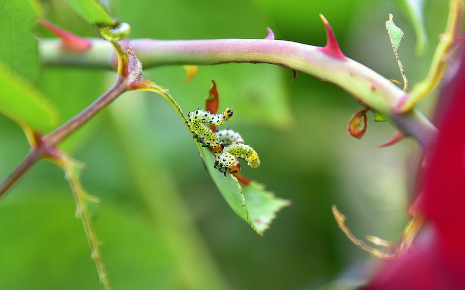 leaves, thorns, caterpillars, flora, nature, plant, animal wildlife HD wallpaper
