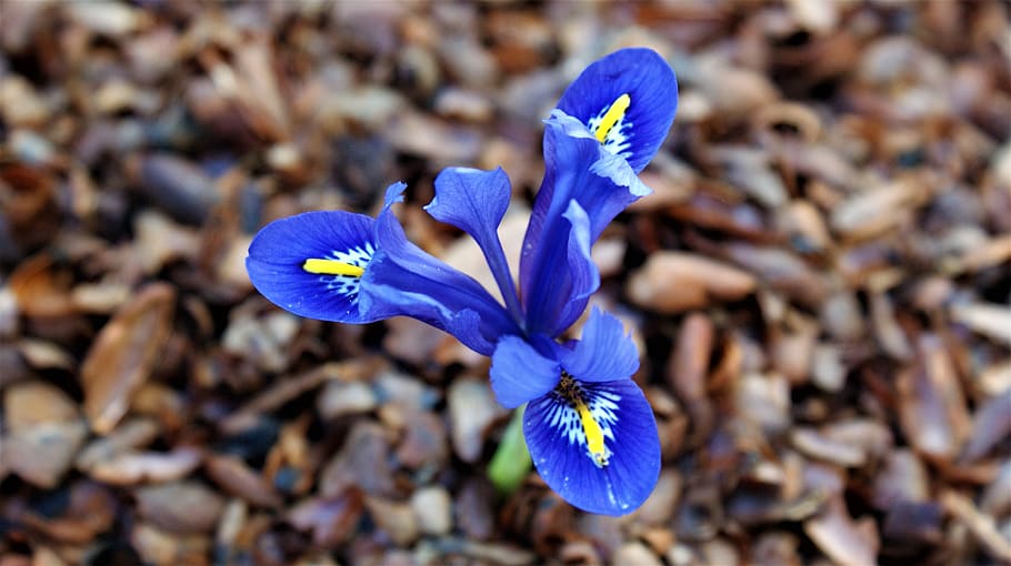 iris, tree bark, garden, spring blue, nature, vegetable, flowers HD wallpaper