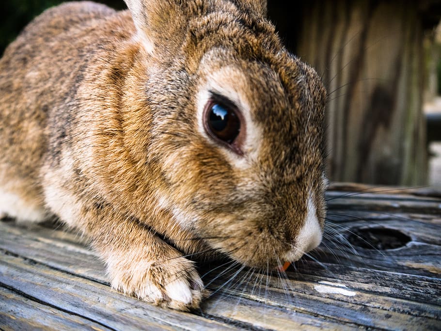 japan, animal themes, one animal, mammal, animal wildlife, close-up HD wallpaper