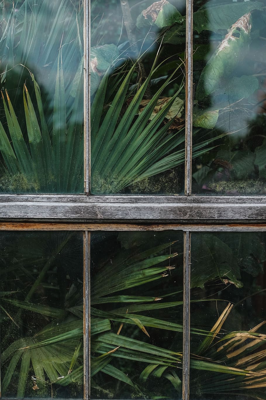 window, shield, glass, green, plants, nature, outside, growth HD wallpaper