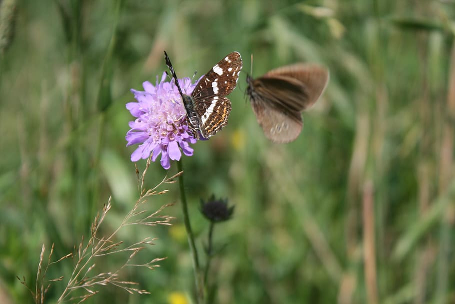 poland, leleszki, flower, flowering plant, animals in the wild HD wallpaper