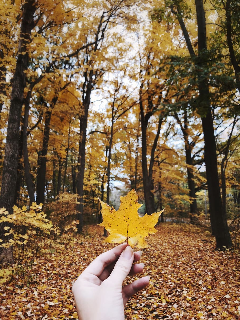 autumn, fall, orange, leaves, human hand, change, tree, human body part, HD wallpaper