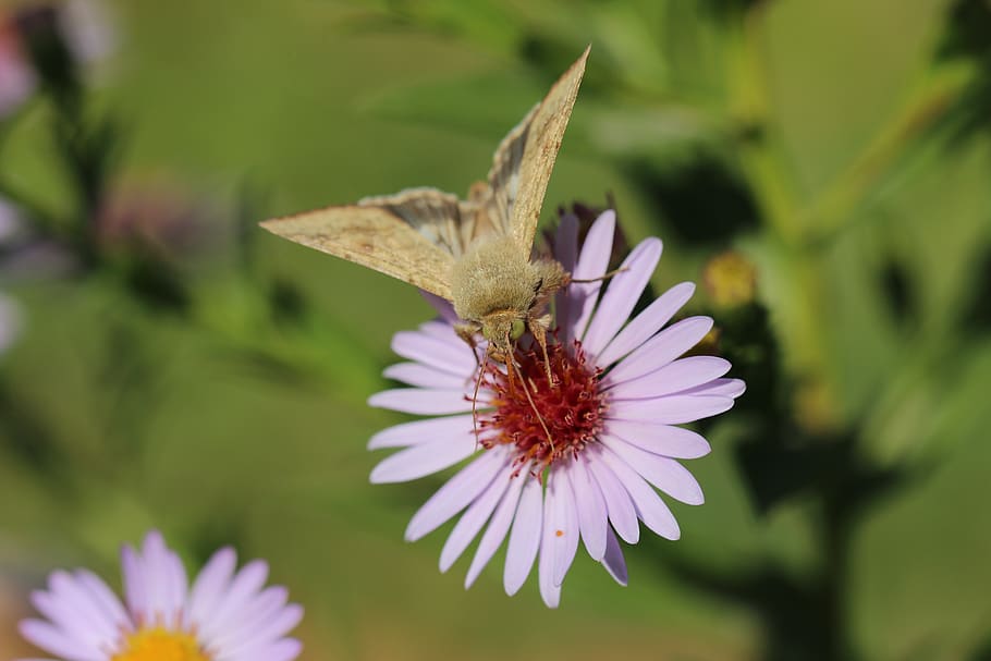 butterfly, flower, grass, background, green, postcard, insect HD wallpaper