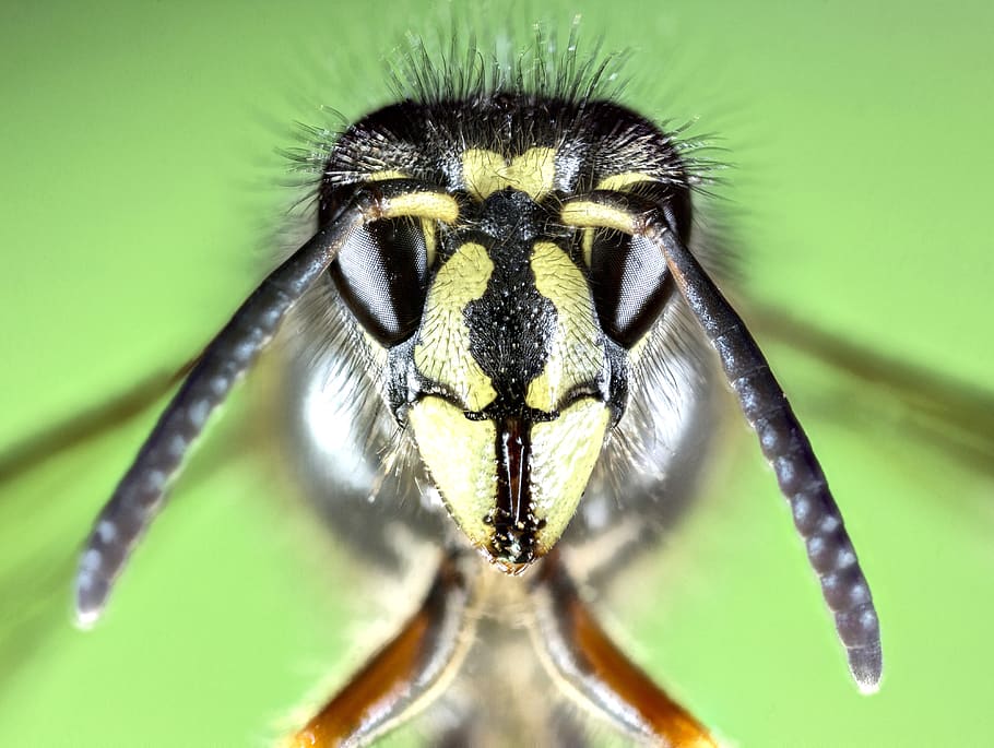 photography macro bee, one animal, animal themes, animal wildlife HD wallpaper